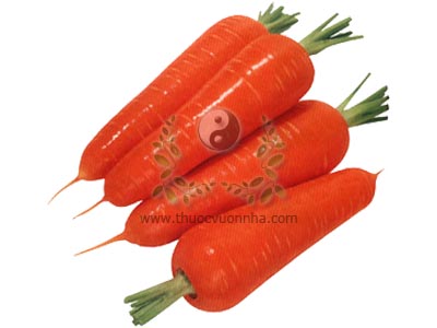 cà rốt, củ cà rốt