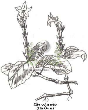 cây cơm nếp, Strobilanthes acrocephalus T. Anders., họ Ô rô, Acanthaceae