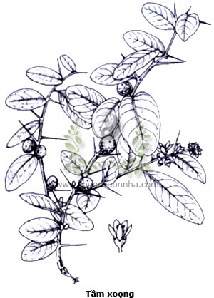tầm xoọng, tầm sọng, cúc keo, quít gai, quít hôi, độc lực, cây gai xanh, mền tên, tửu bính lặc, đông phong quất, Atalantia buxifolia (Poir.) Oliv., Atalantia bilocularis Wall., Severinia monophylla Tanaka.