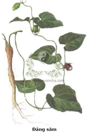 đảng sâm, Codonopsis javanica, sâm dây, hồng đảng sâm, cây đùi gà, mằn rày cáy, co nha dòi, cang ho