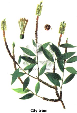cây tràm, chè cay, chè đồng, Melaleuca leucadendron L., cây khuynh diệp