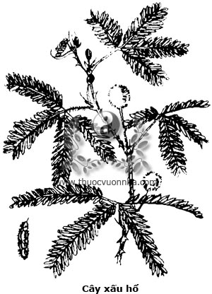 cây xấu hổ, xấu hổ, cây mắc cỡ, cây thẹn, trinh nữ, hàm tu thảo, Mimosa pudica L.