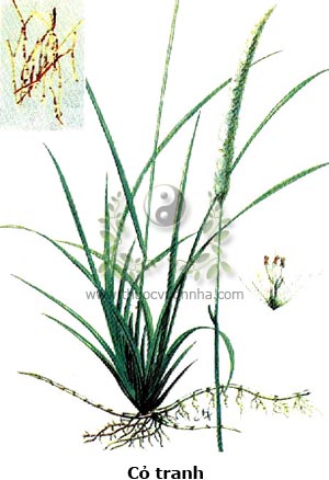 cỏ tranh, bạch mao căn, bạch mao hoa, Imperata cylindrica Beauv.