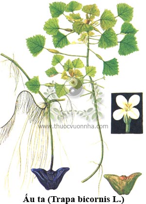 cây củ ấu, quả ấu, củ ấu, ấu trụi, ấu nước, lăng, lăng giác, thủy lăng giác, Trapa bicornis L.
