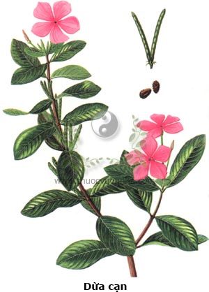  cây dừa cạn, trường xuân, trường xuân hoa, hoa hải đằng, bông dừa, dương giác, Catharanthus roseus (L.) G. Don