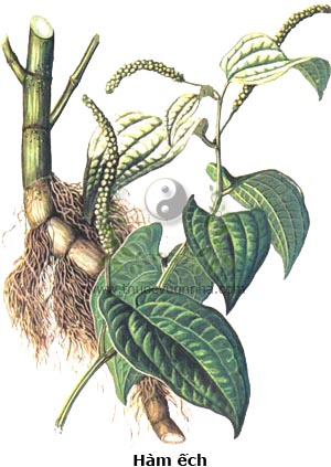 cây hàm ếch, hàm ếch, tam bạch thảo, đường biên ngẫu, Saururus sinensis Baill., Saururus loureiri Decne