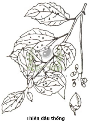 cây thiên đầu thống, thiên đầu thống, cây lá trắng, cây ong bầu, trường xuyên hoa, cây trái keo, Cordia obliqua Willd.
