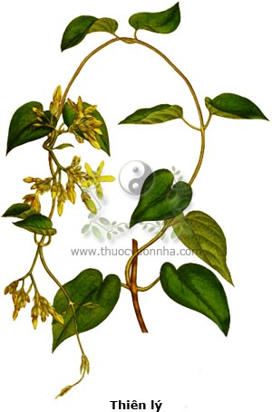 cây thiên lý, thiên lý, Telosma cordata (Burm.f.) Merr., cây hoa lý, hoa thiên lý, dạ lai hương, dạ lài hương, dạ hương hoa, dạ lan hương, thiên lý hương