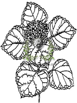 bạch đồng nữ, 臭茉莉, bần trắng, vậy trắng, mấn trắng, mò trắng, Clerodendron fragrans Vent., họ Cỏ roi ngựa, Verbennaceae