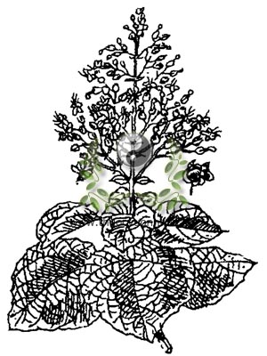 bạch đồng nữ, Clerodendron squamatum