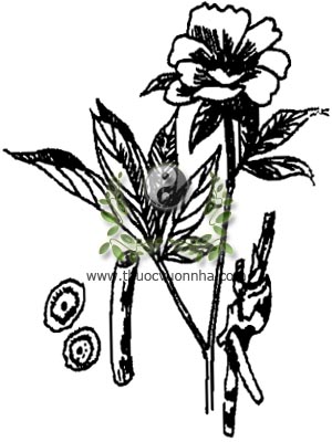 bạch thược, 白芍, thược dược, Paeonia lactiflora Pall., Paeonia albiflora Pall., họ Mao Lương, Ranunculaceae