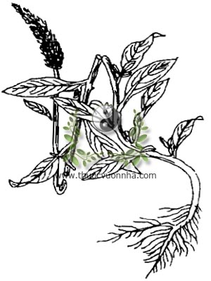 cây mào gà trắng, 青葙, bông mồng gà trắng, đuôi lươn, dã kê quan, thanh tương tử, Celosia argentea L., C.linearis Sw., họ Dền, Amaranthaceae